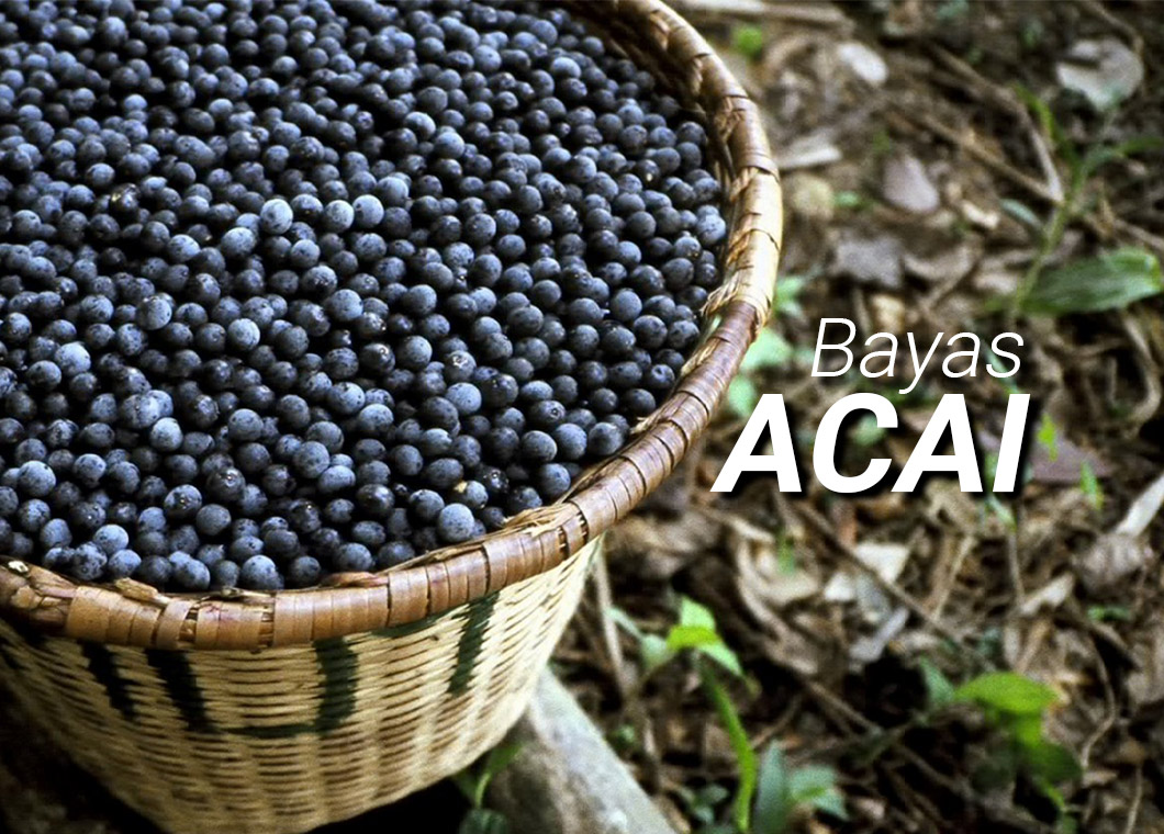 Qué son las bayas de acai