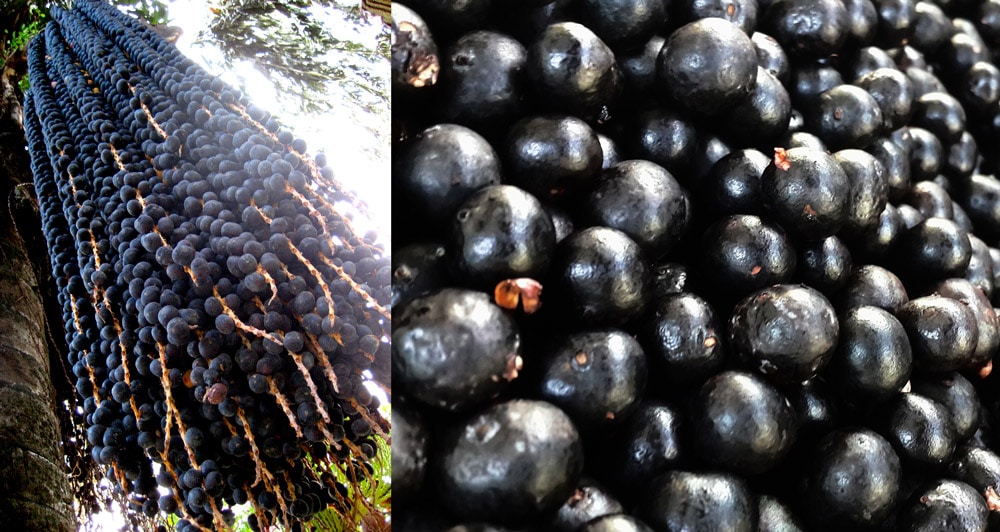 bayas de acai naturales