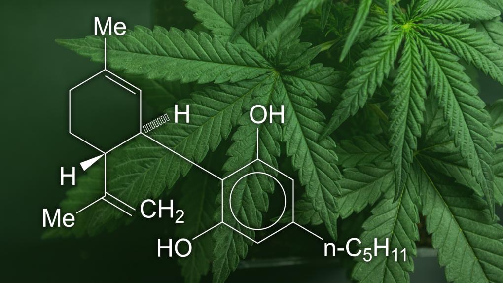 tipos de aceite Cannabidiol CBD